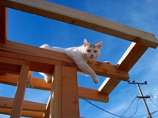 Snowball in the morning Sun