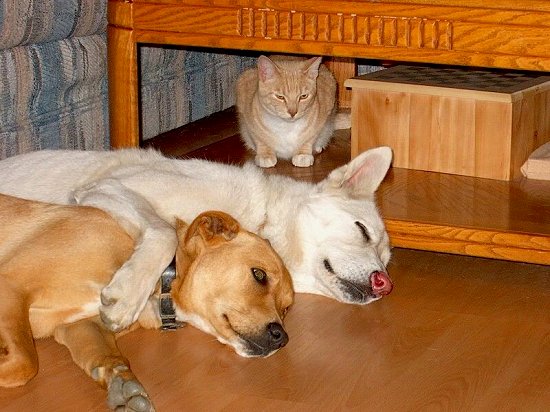 Shane, Dusti, Peaches (the cat)