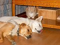 4-03-02  Shane, Dusti, Peaches