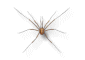 Another bug