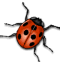 Ladybug