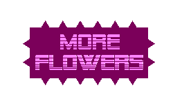 More Flowers