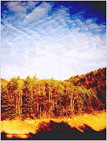 Field and forest, Butler TN
