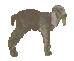 littlegoat