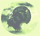 gobbler