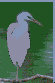 heron