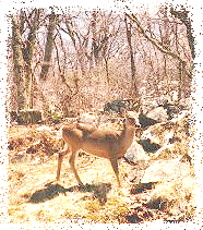 deer