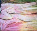 cloth