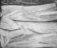 cloth