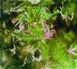 cloth