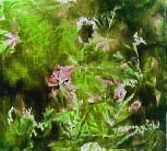 cloth