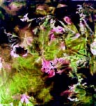 cloth