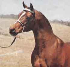 US National Champion Stallion, US Top Ten English and Western Pleasure