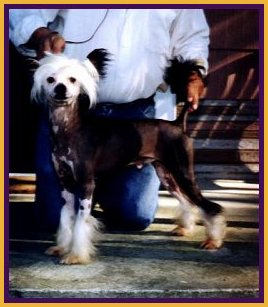 BUGSY.jpg (21663 bytes)