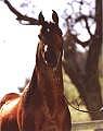Bey Perfecshahn's sire - Bey Shahn