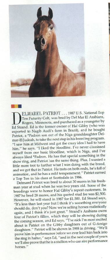 Delmarel Patriot