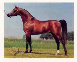 El Madari