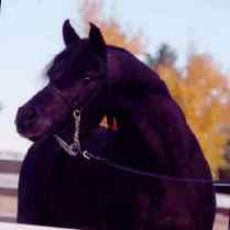 GDE Tsyndari (El Madari x Tsynderella)