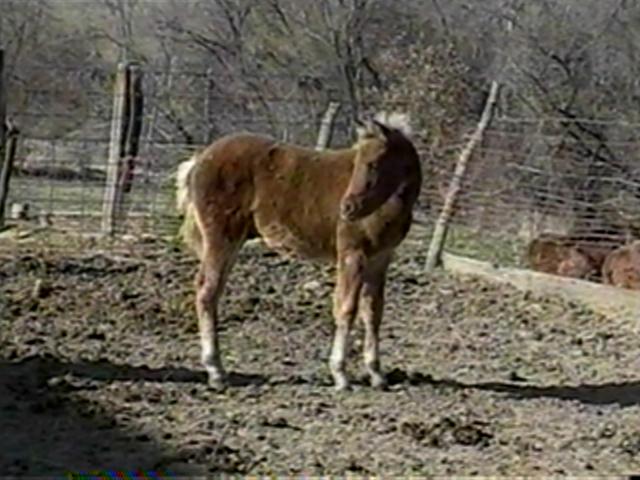 CA Love Tsyndron - 2002 colt