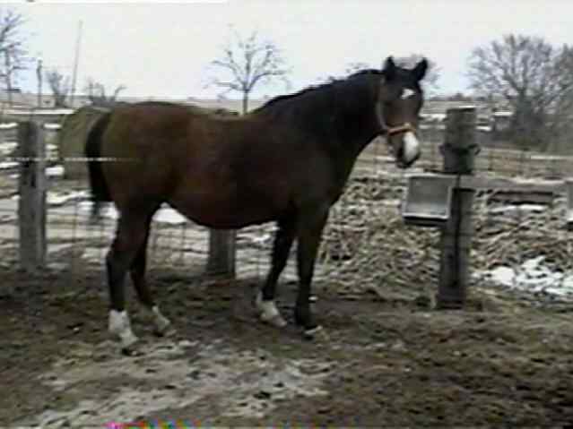 MB Sahera (The Minstril x SF Bint Saher)