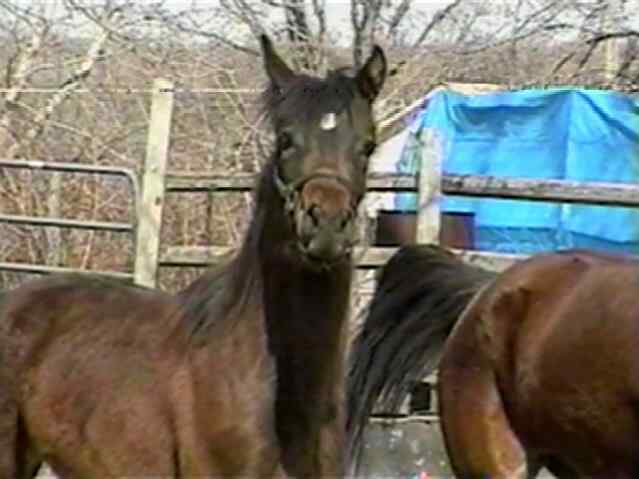 2002 filly by GDE Tsyndari