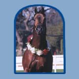 JT Psymon's sire - Psymadre