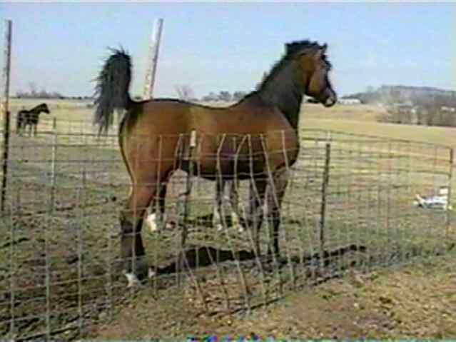 JT Psymon (Psymadre x Eternal Disire)