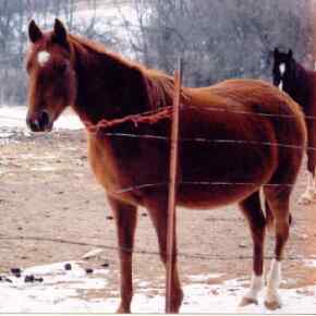 SAS Ronteza - 1994 chestnut mare