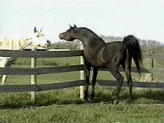 GDE Tsyndari (El Madari x Tsynderella)