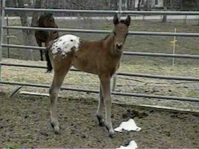 Ara-Appaloosa colt sired by GDE Tsyndari