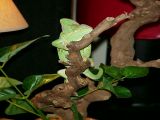 Veiled Chameleon Bacall