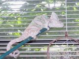 Veiled Chameleon Bogie
