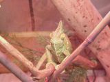 Gravid Female Veiled Chameleon, Bacall