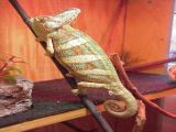 Male Veiled Chameleon, Bogie