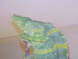 Male Meller Chameleon, Egor