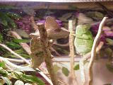 Bogie in focus.
