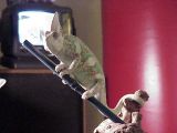Watching TV?