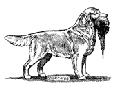 Golden Retriever Club
