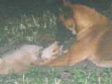 Dirt nose smooch.