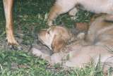 Digging fun