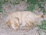 I love my dirt hole