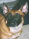 Nanny Belgian Malinois