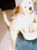 Paw dipping?  Not me...