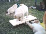 See-Saw, with a little help.
