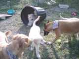 Louis and Wrigley Visiting