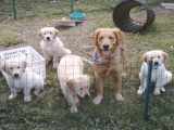 Mom loves her pups.