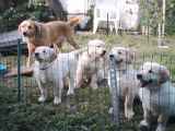 Mom, Louis, Wrigley, Kira & Moose.