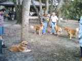 Everglades Golden Rescue Expo