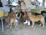 Everglades Golden Rescue Expo