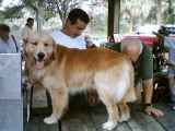 grooming time...so handsome